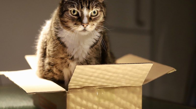 Dlaczego koty lubią kartony